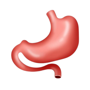 Digestive System