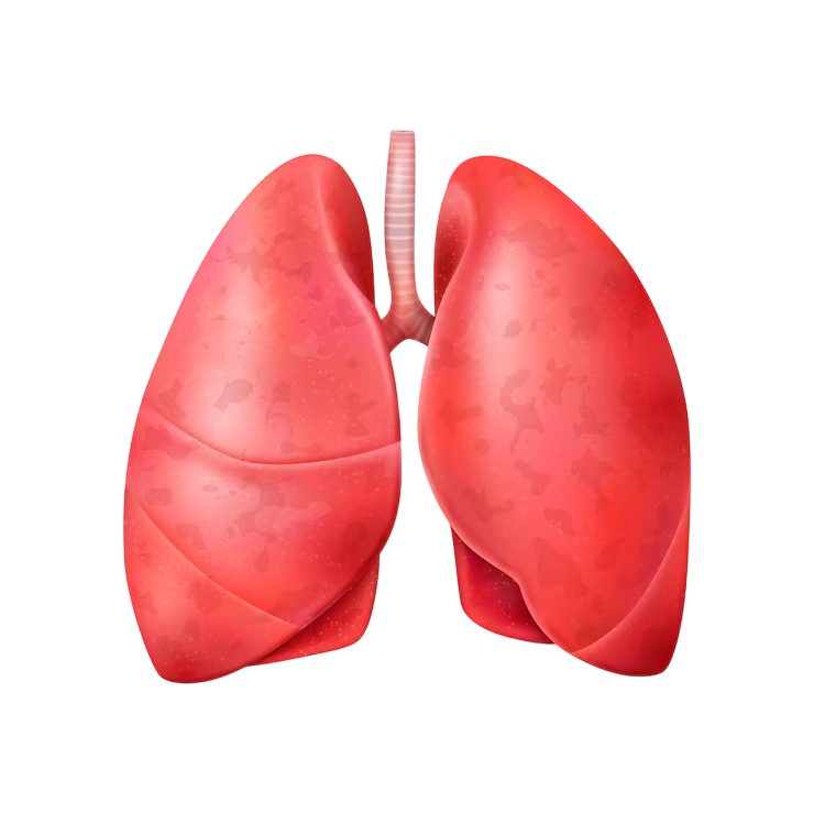 Respiratory System