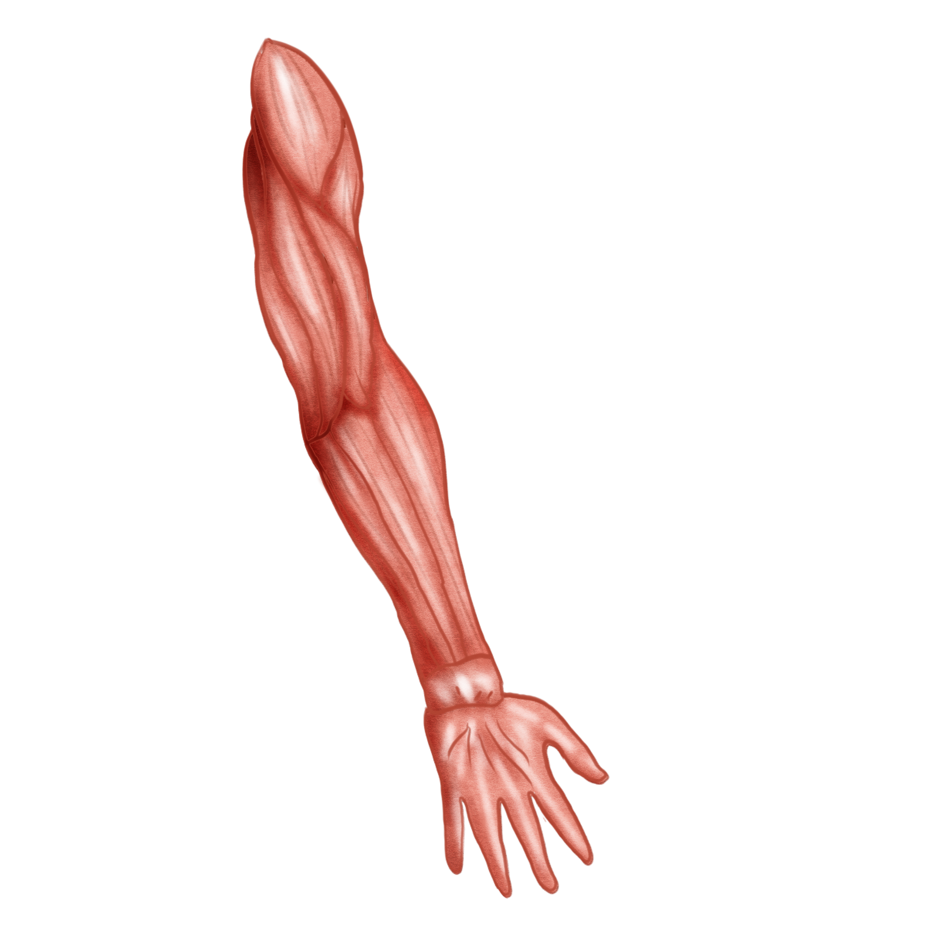 Muscles