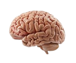 Nervous System