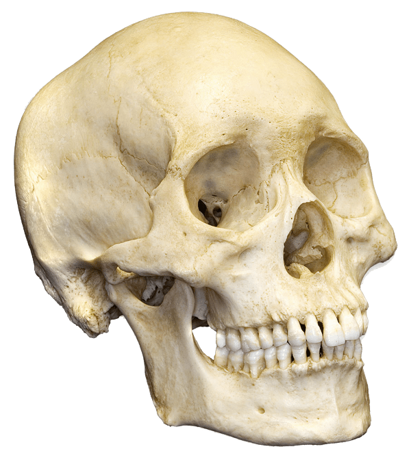 Skeleton